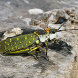 Stung Treng - Grasshopper